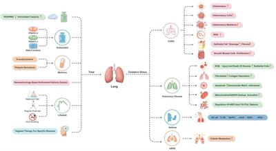 Oxidative stress in the brain–lung crosstalk: cellular and molecular perspectives